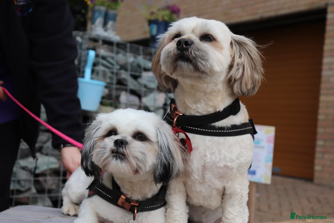 Lhasa Apso dogs for sale: Beautiful Percy looking for his forever family  in Waltham Abbey - Advert 2