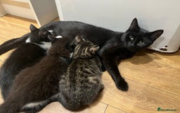 Mixed Breed cats for sale: Cuddly Kittens  - Image 3