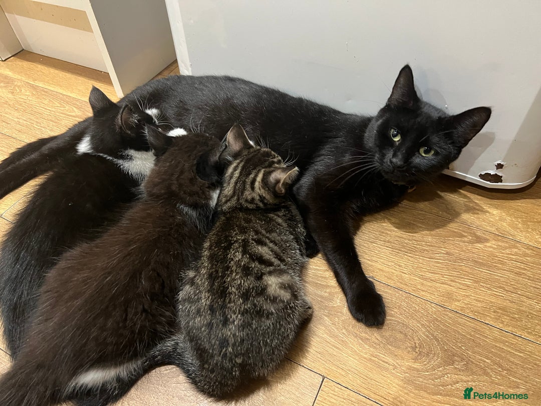 Mixed Breed cats for sale: Cuddly Kittens  - Image 3