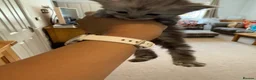 Maine Coon cats for sale: Adorable Pedigree Full Maine Coon Kittens - Advert 15