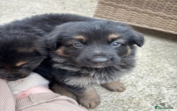 German Shepherd dogs for sale: Pure German Shepherd Puppies. - Image 3