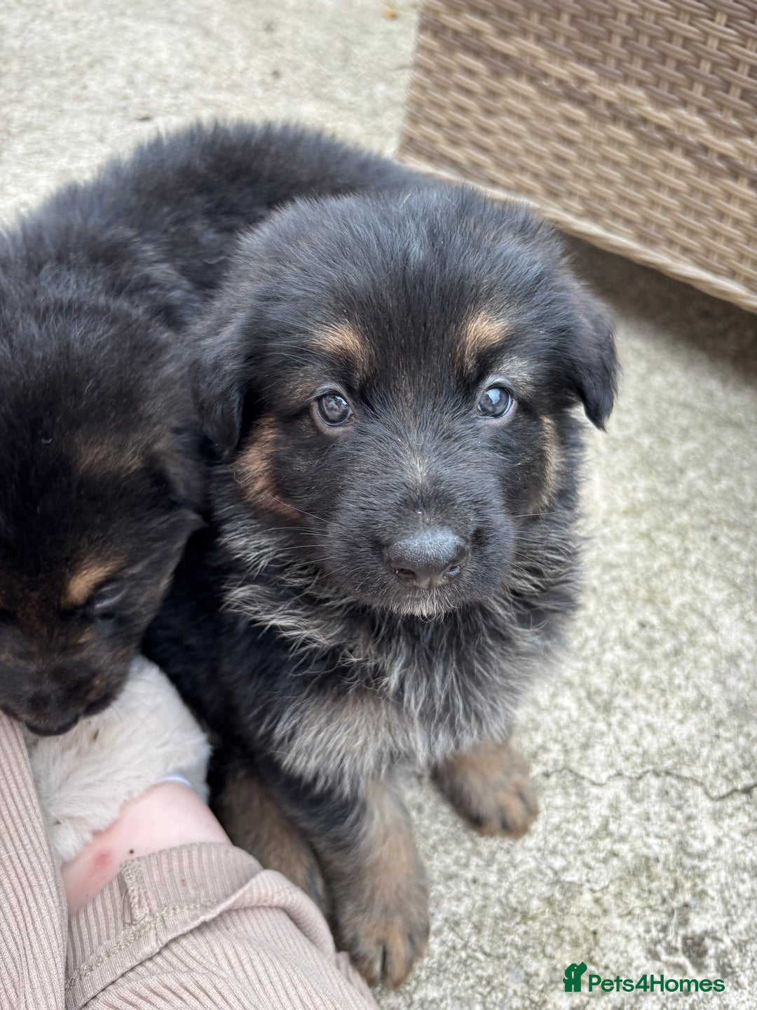 German Shepherd dogs for sale: Pure German Shepherd Puppies. - Image 3