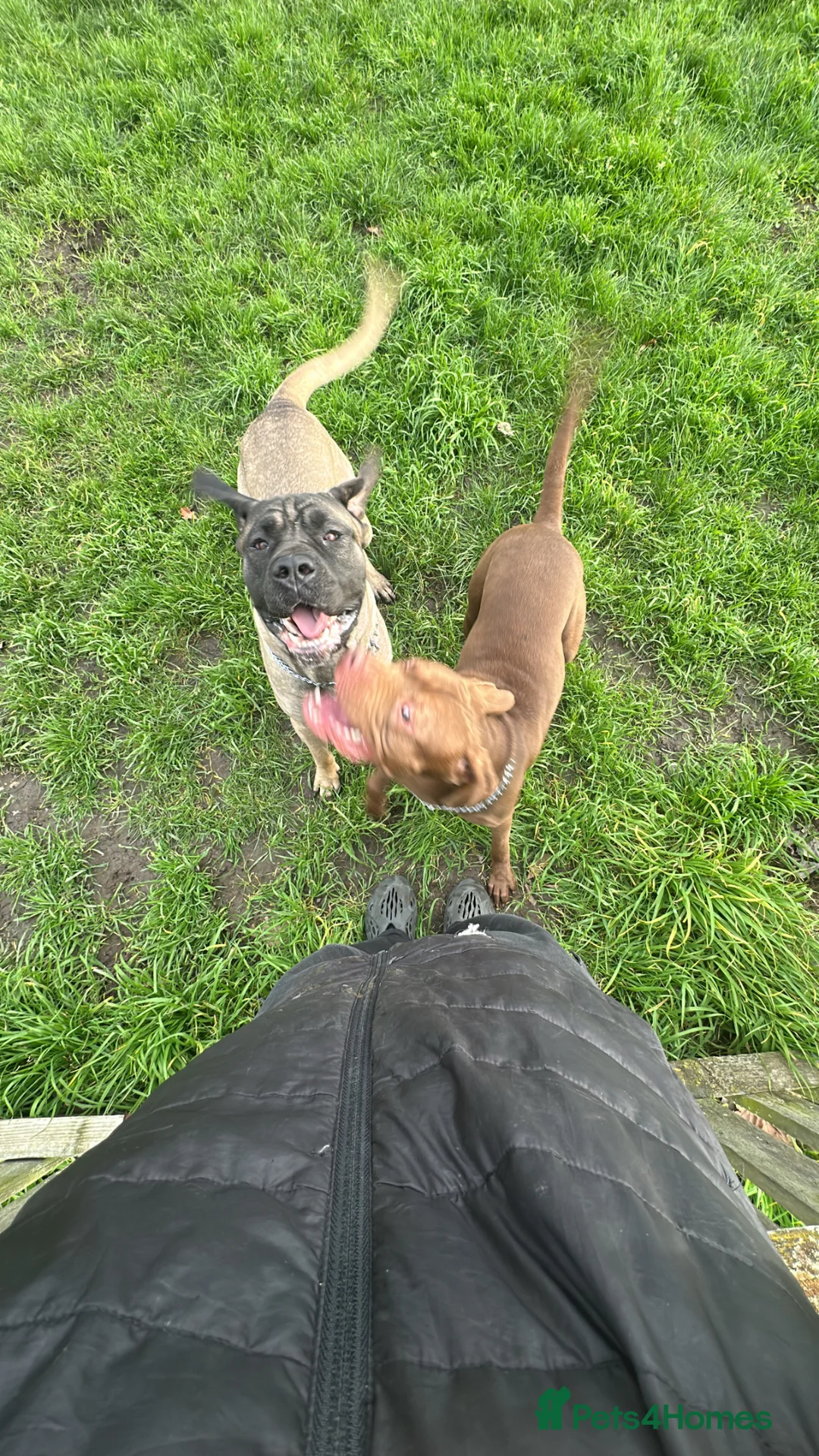 Cane Corso dogs for sale: Cane corso female  - Advert 2