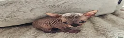 Sphynx cats for sale: 5 star kittens for 5 star homes - Advert 3