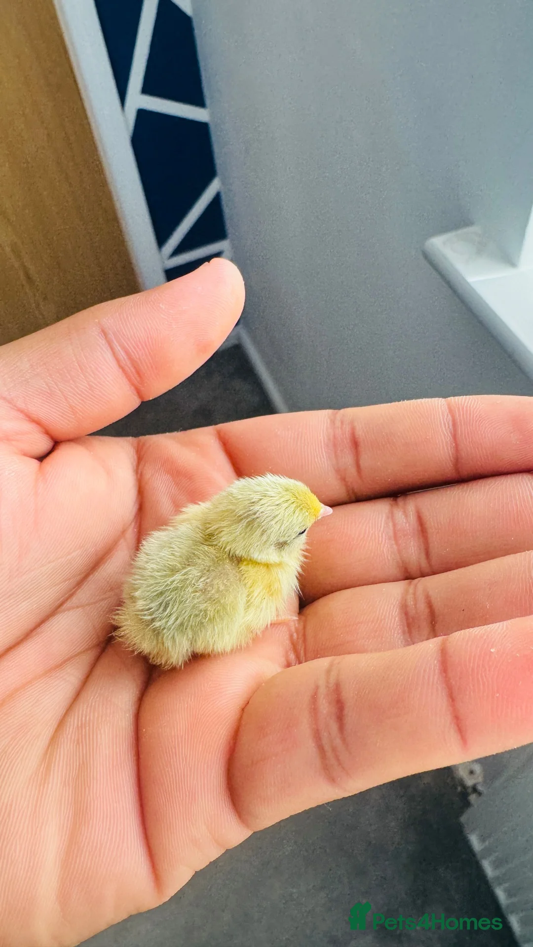 Quail poultry for sale: Healthy Button quail chicks. - Advert 2