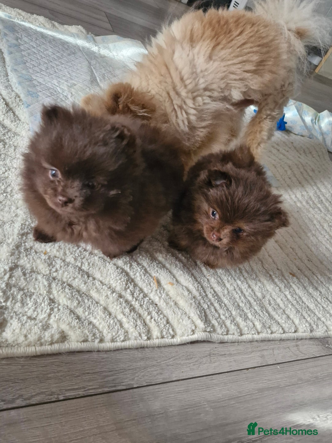 Pomeranian dogs for sale: Beautiful short snout kc pomeranian puppies - Advert 14