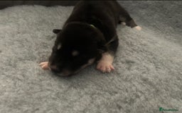 Siberian Husky dogs for sale: Lovely husky puppies, ready for new homes on 25/8 - Image 13