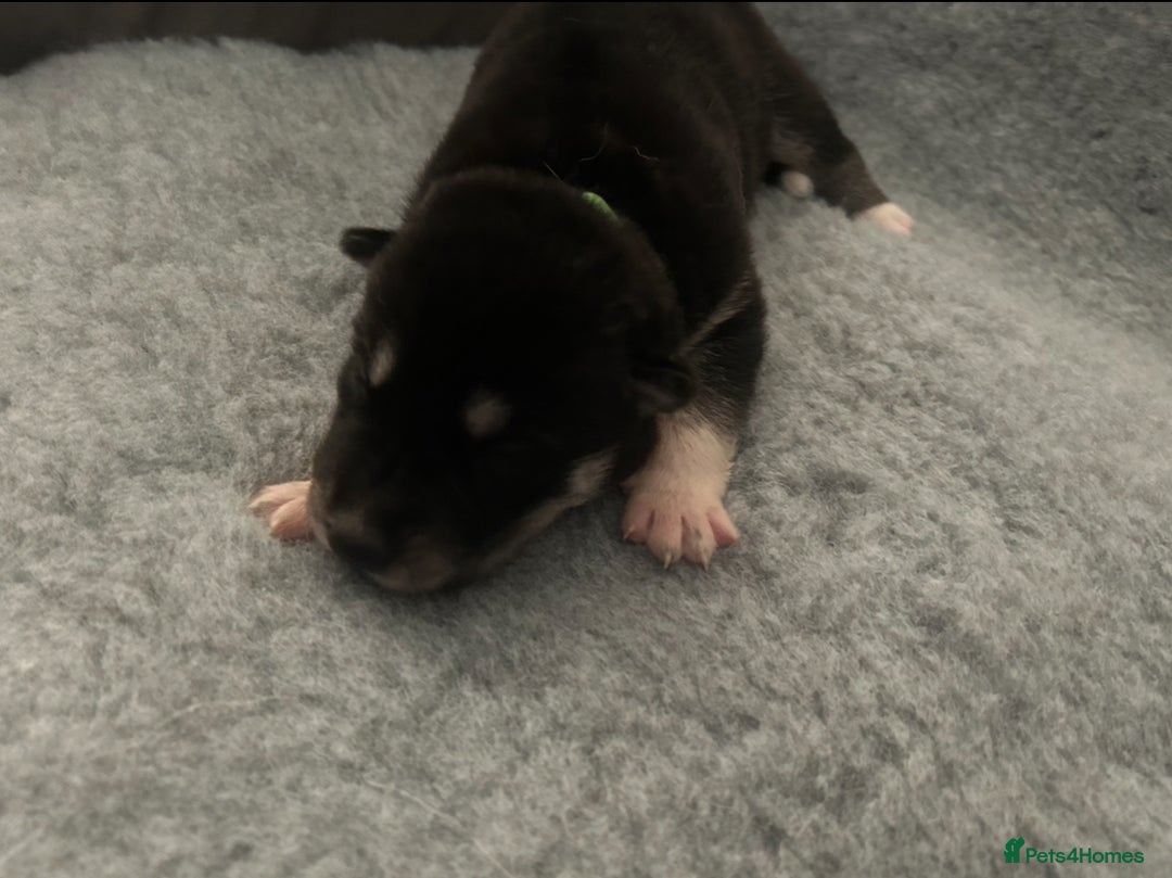 Siberian Husky dogs for sale: Lovely husky puppies, ready for new homes on 25/8 - Image 13