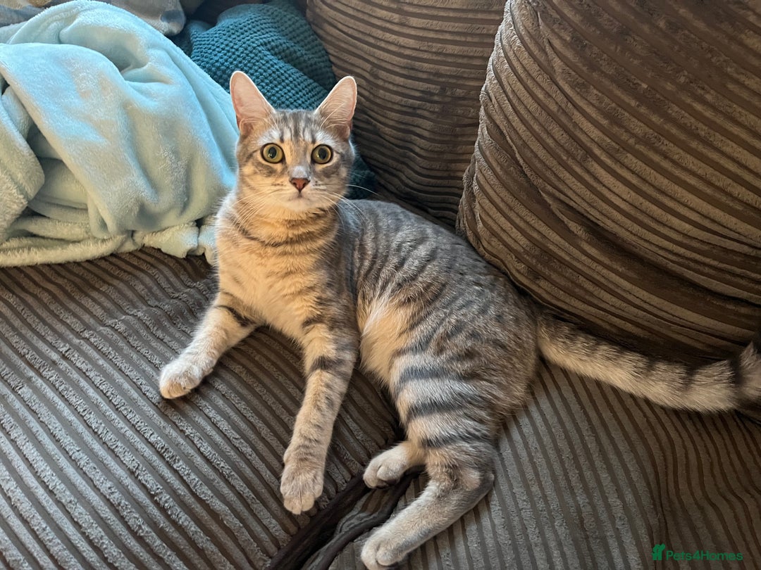 Mixed Breed cats for sale: 4yr old female mixed breed  - Image 2