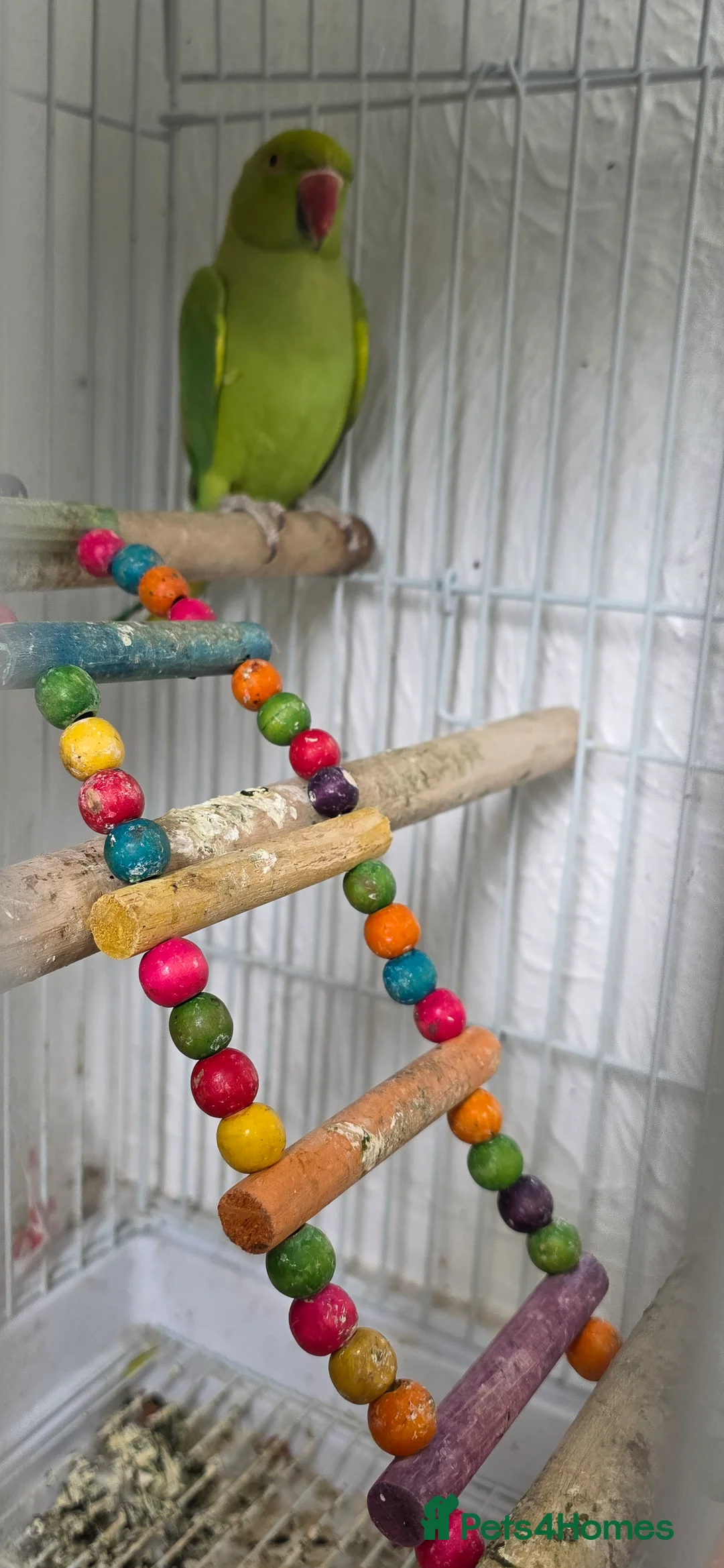 Ringnecks birds for sale: Green ringneck for sale £120 with cage in Sheffield - Advert 2