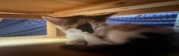 Mixed Breed cats for sale: Beautiful Kittens for Sale - Advert 9