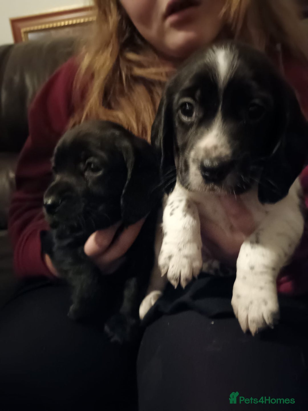 Bocker dogs for sale: Beagle x cocker - Advert 8