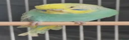 Budgerigars birds for sale: Beautiful Baby Budgies  - Advert 5