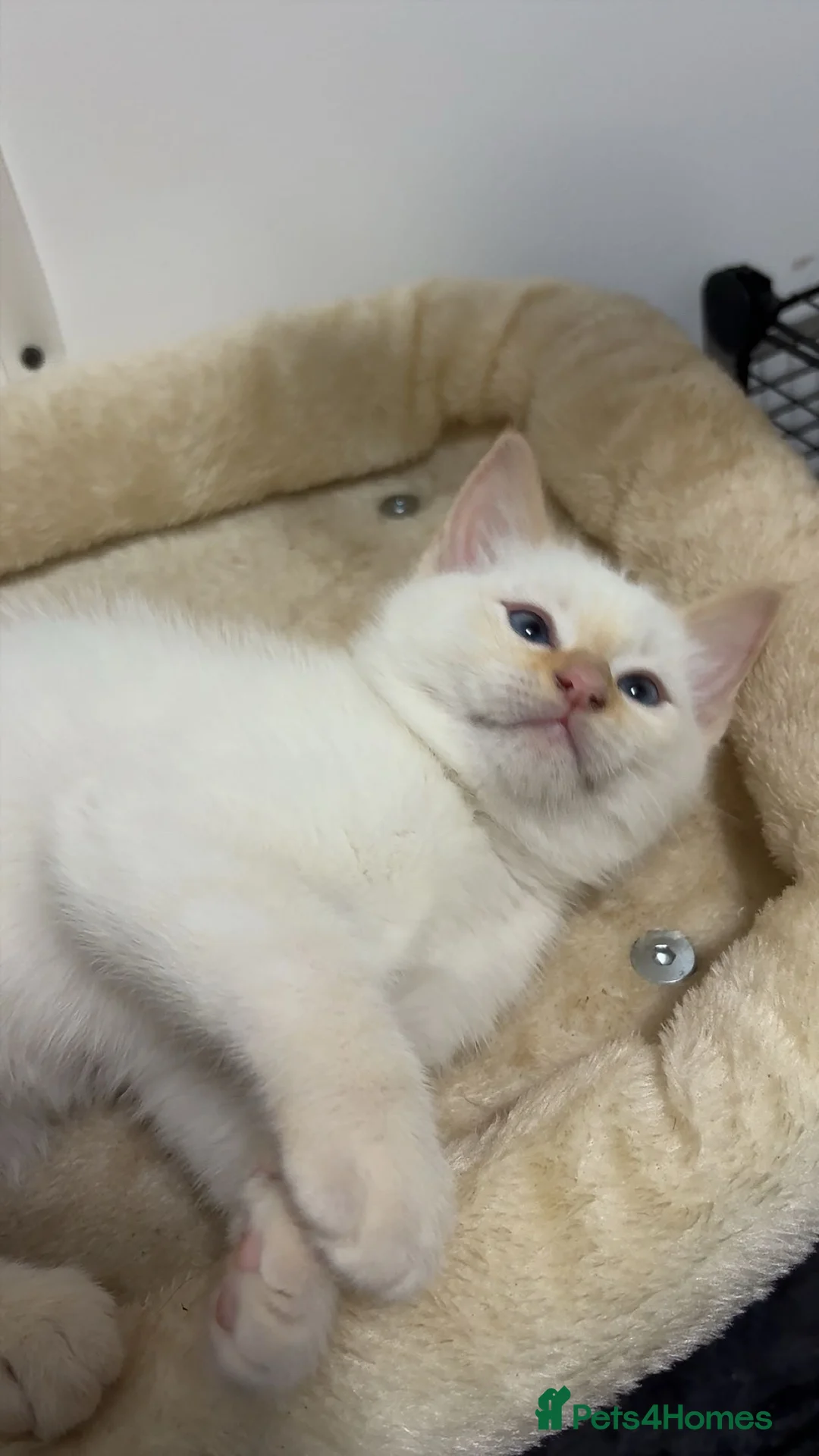 Ragdoll cats for sale: X3 Beautiful Ragdoll Kittens - Ready to leave 🐱 - Advert 12