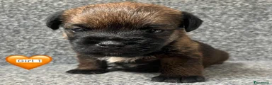 Border Terrier 1