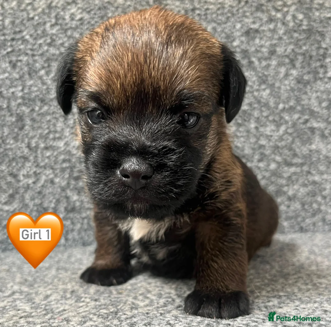 Border Terrier dogs for sale: BEAUTIFUL BORDER TERRIER PUPPIES  - Advert 5
