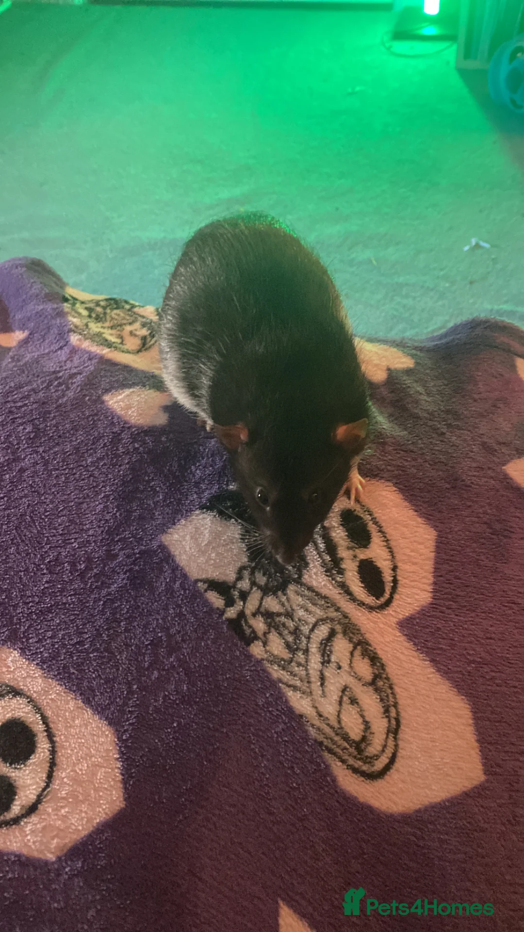 Rat rodents for sale: Pet rats  in Hatfield - Advert 2