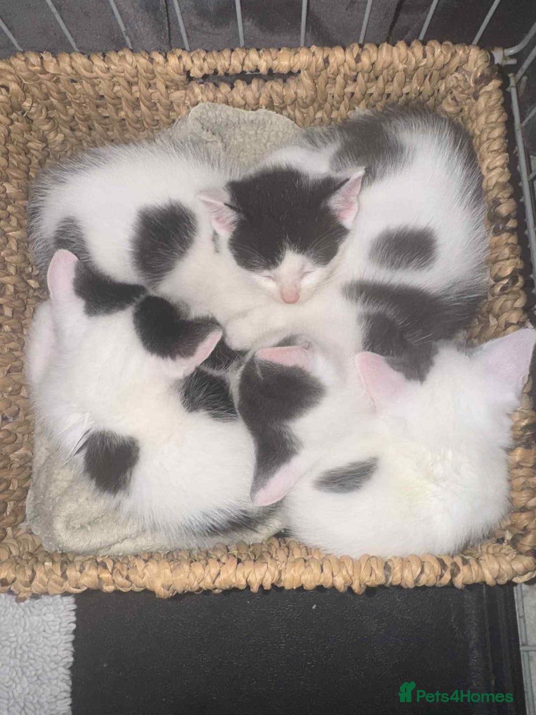 Turkish Van cats for sale: SUPER CUTE LITTLE RASCALS - Image 3