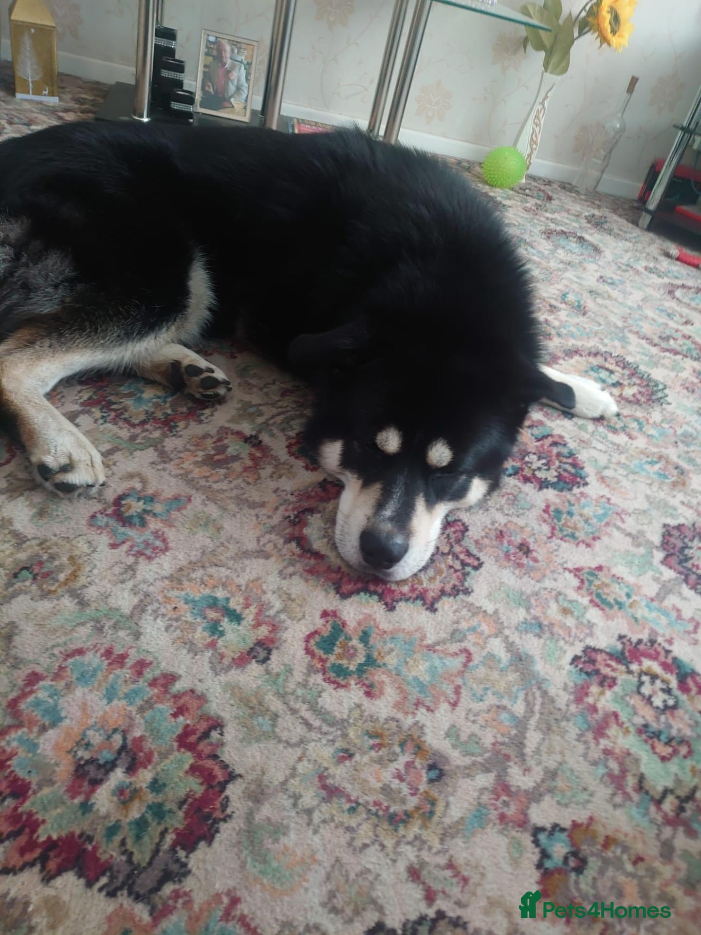 Mixed Breed dogs for sale: rare cross breed - Japnese akita × husky/tibetan  - Advert 2