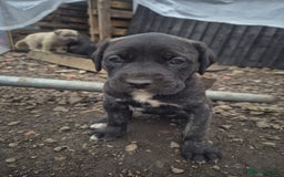 Cane Corso dogs for sale: Class Corsos  - Image 10