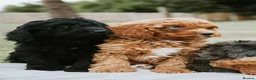 Cavapoo dogs for sale: F1 Miniature Cavapoo Puppies For Sale  in Sittingbourne - Advert 9