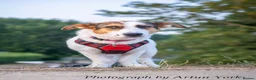 Mixed Breed dogs for adoption: Lady Savannah - Advert 5