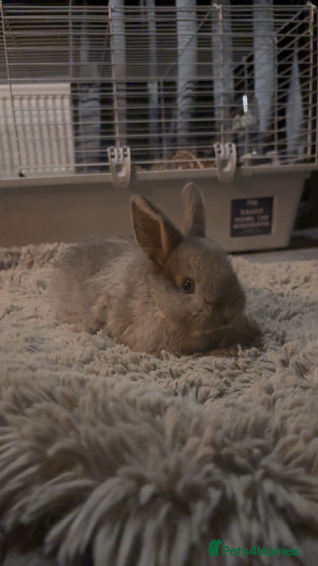 Mini Lop rabbits for sale: Lion head / mini lop mix baby male rabbits  - Advert 6