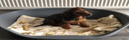 Miniature Dachshund dogs for sale: K.C Longhaired Miniature Dachshund - Advert 5