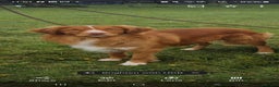 Nova Scotia Duck Tolling Retriever dogs for stud: Health Tested Toller/NSDTR Stud - Advert 9