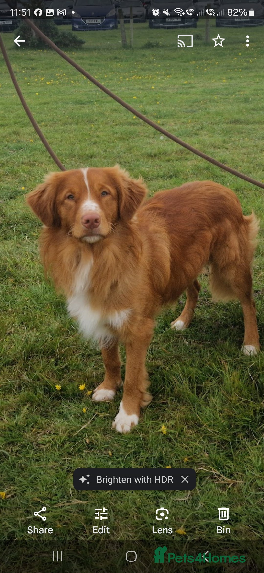 Nova Scotia Duck Tolling Retriever dogs for stud: Health Tested Toller/NSDTR Stud - Advert 9