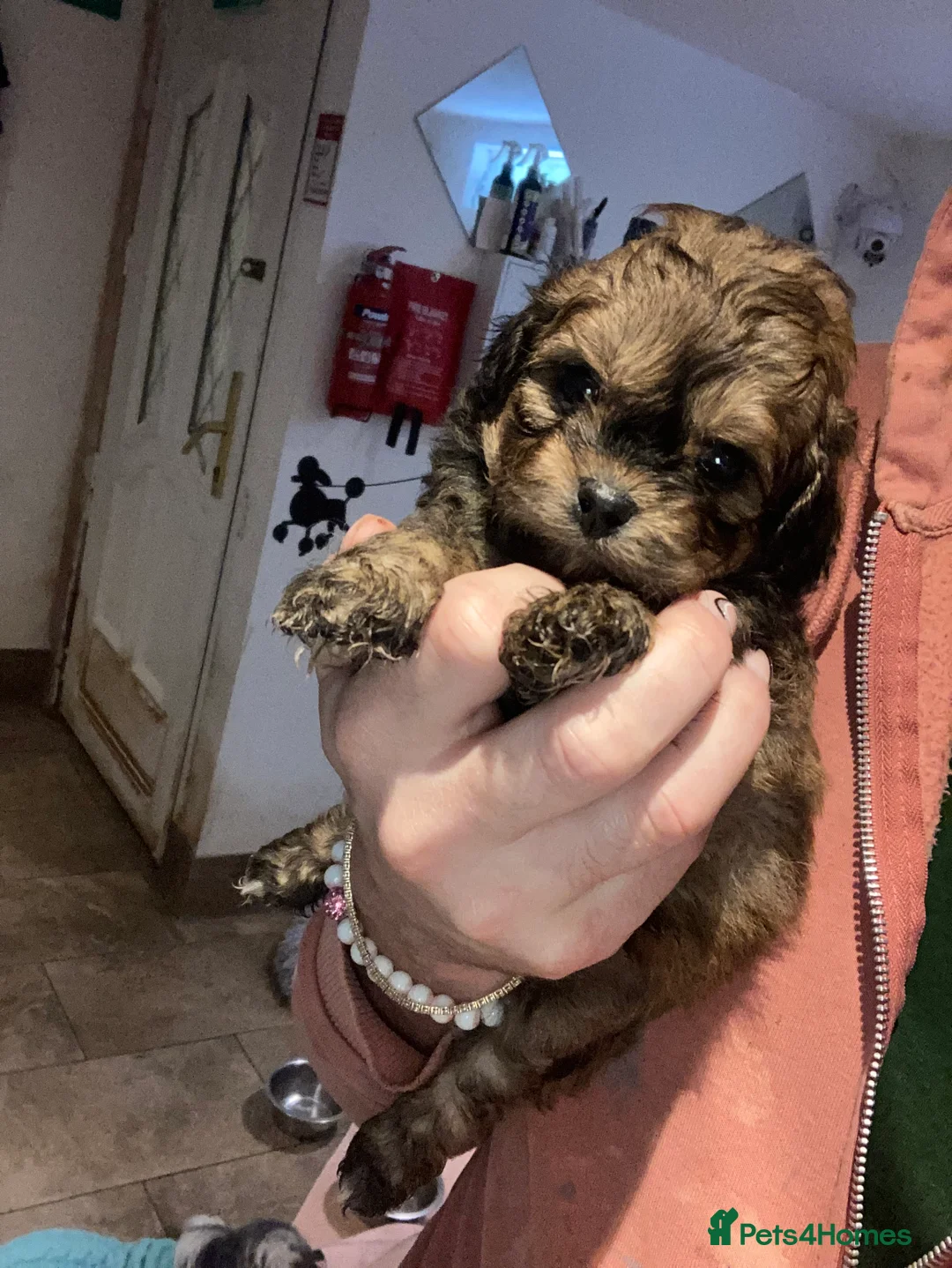Shihpoo dogs for sale: WAITING LIST Toy Shihpoo puppies  - Advert 3