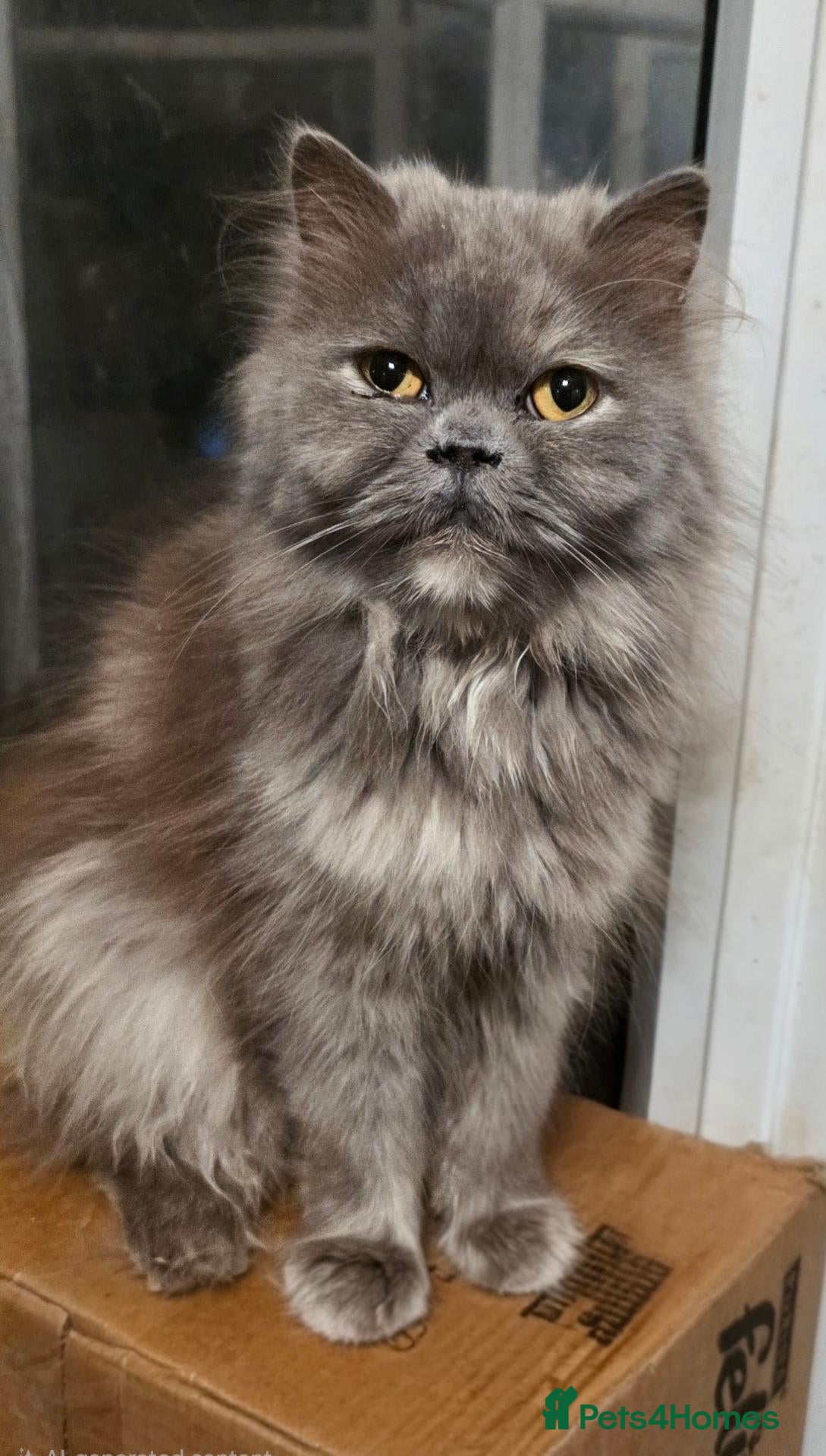 Persian cats Persian kittens for sale - Advert 4