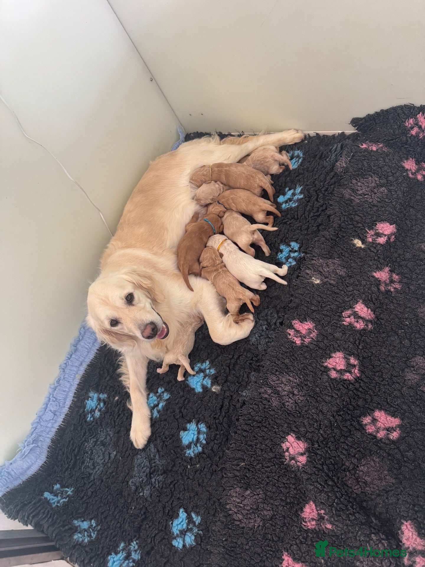 Mini Goldendoodle dogs F1 mini Goldendoodle puppies looking for homes  - Advert 2