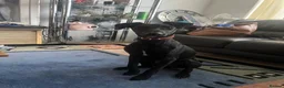Mixed Breed dogs for sale: Manchester Terrier cross Lurcher beautiful puppy in Barnsley - Advert 2
