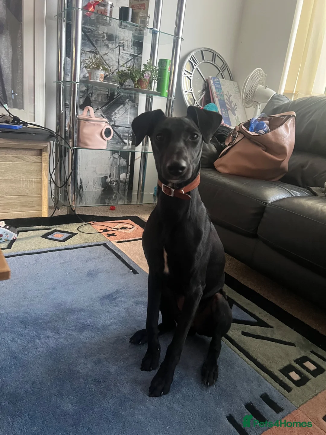 Mixed Breed dogs for sale: Manchester Terrier cross Lurcher beautiful puppy in Barnsley - Advert 2