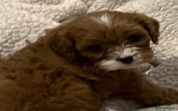 Cavapoo dogs for sale: CAVAPOO PUPPIES  - Advert 6
