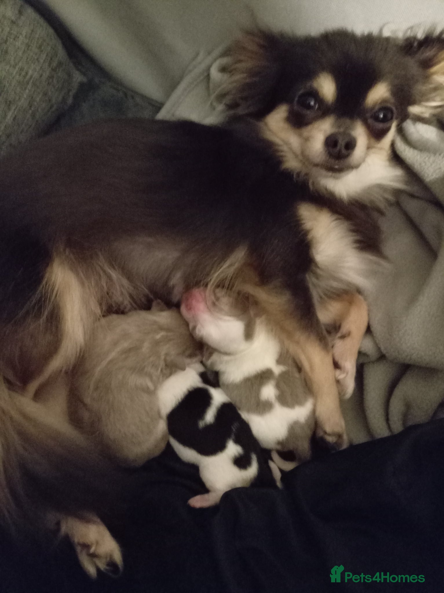 Chihuahua dogs 1 gorgeous long haired lilac and white boy  - Advert 1