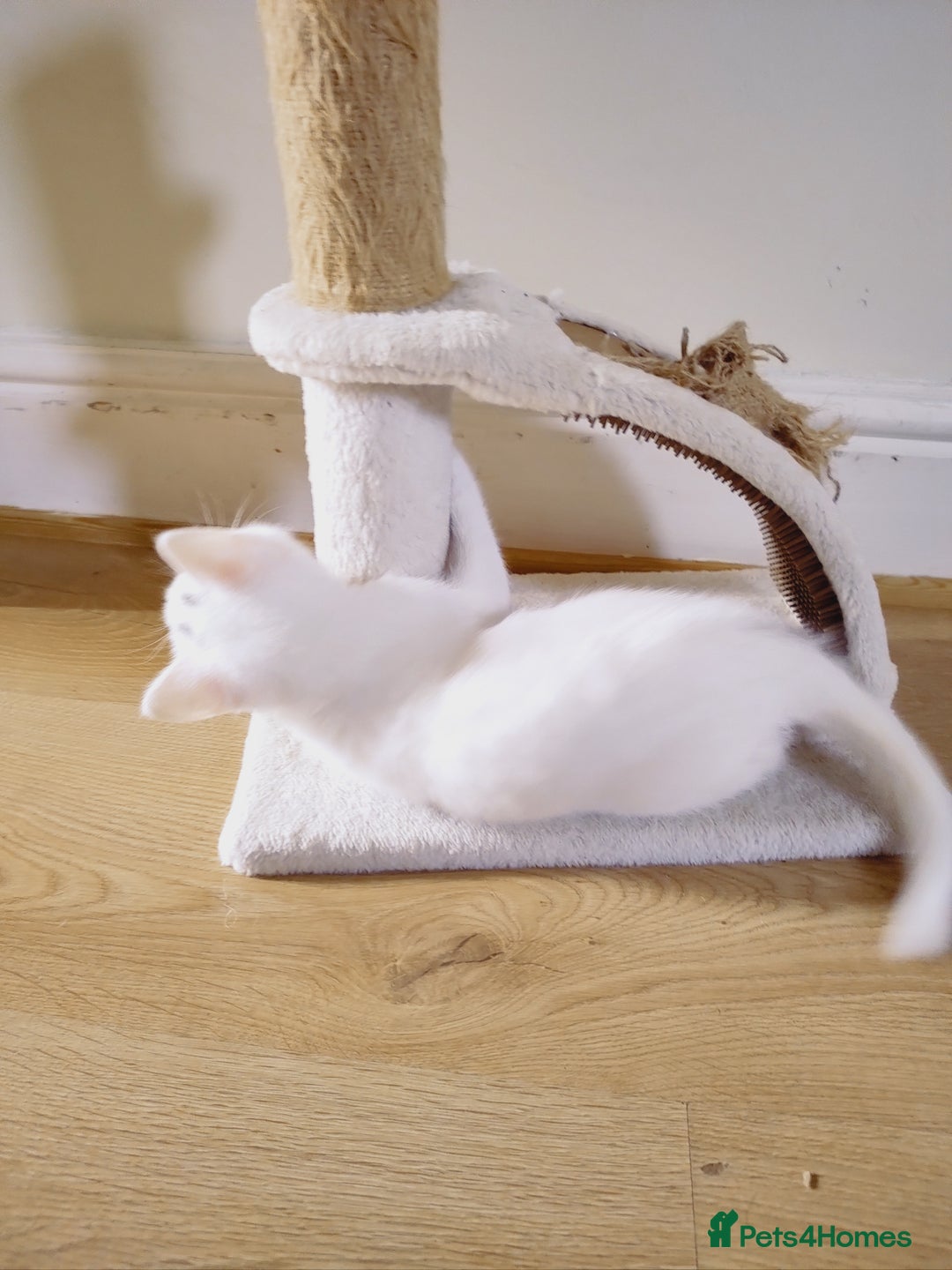 Domestic Shorthair cats for sale: Two female kittens looking for their forever homes - Image 2
