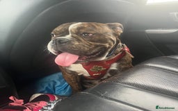 Olde English Bulldogge dogs for sale: ‼️⭐️LAST 2⭐️‼️OEB PUPS- Jabbed & Chipped - Image 12