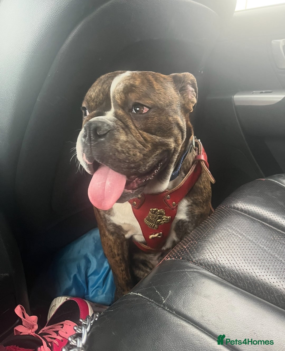 Olde English Bulldogge dogs for sale: ‼️⭐️LAST 2⭐️‼️OEB PUPS- Jabbed & Chipped - Image 12