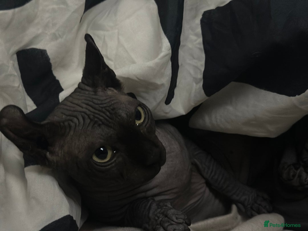 Sphynx cats for stud: Stunning blue Elf - Advert 11