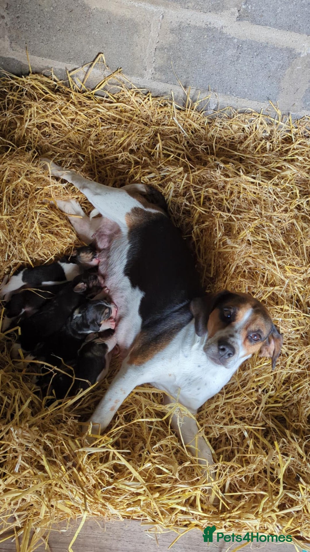 Beagle dogs for sale:  Beagle Pups - Parents DNA Tested - Image 7