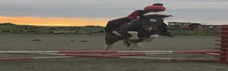 Other Breed horses for sale: Sparky in Redcar - Advert 8
