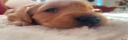 Golden Retriever dogs for sale: Beautiful Golden Retriever Puppies - Advert 14