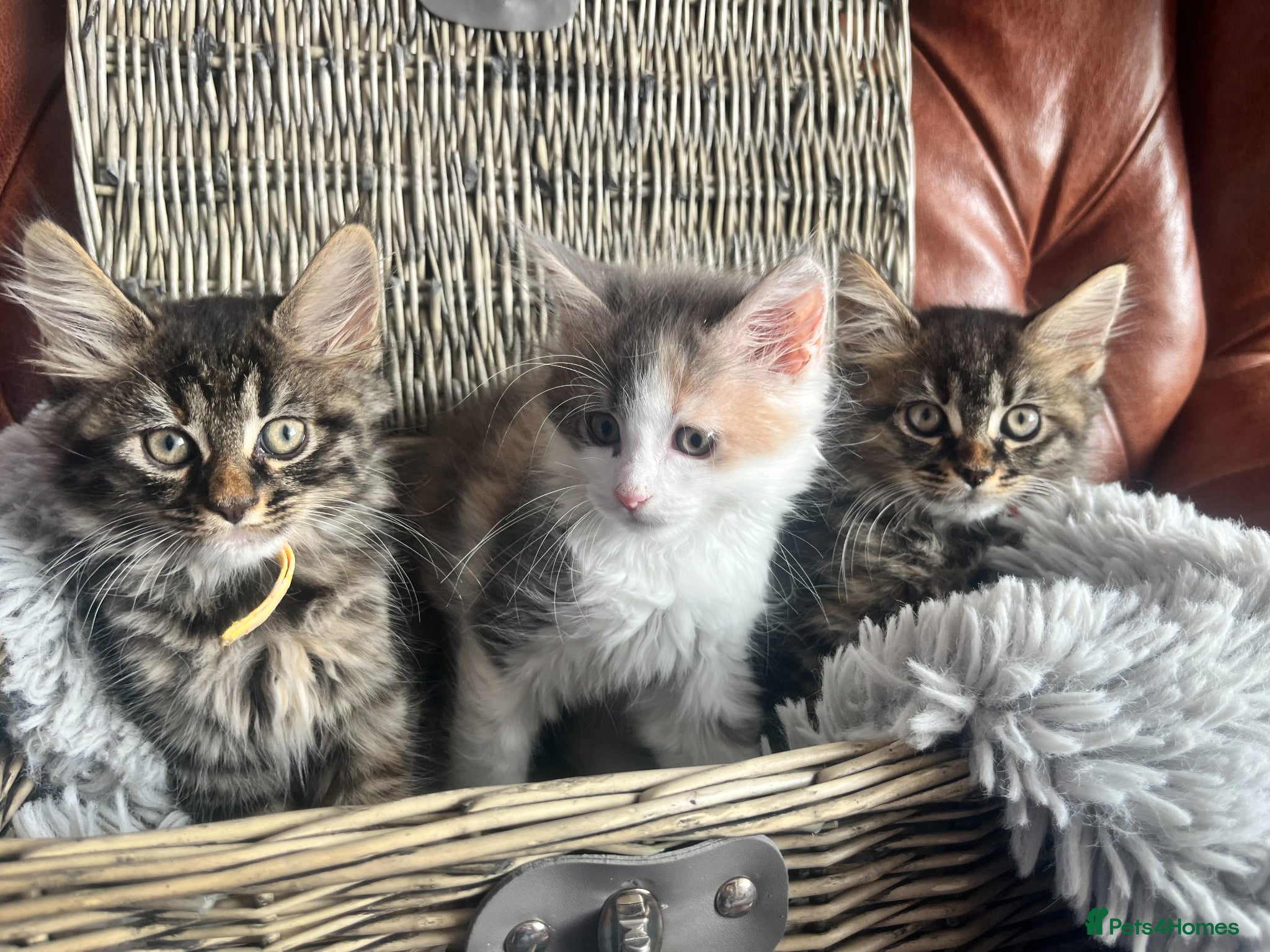 Mixed Breed cats Ragamuffin x Maine Coon Kittens For Sale  - Advert 1