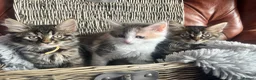 Mixed Breed cats for sale: Ragamuffin x Maine Coon Kittens For Sale  - Advert 1