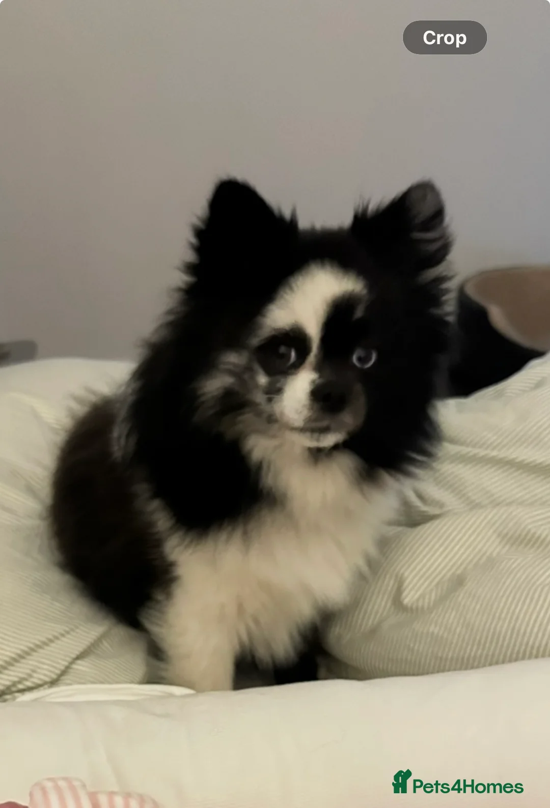 Pomeranian dogs for sale: 🐾 Adorable Teddy Pomeranian Puppies  🐾 - Advert 9