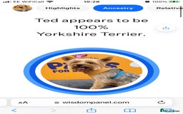 Yorkshire Terrier dogs for stud: Beautiful Minature Yorkie for STUD (PROVEN) in Chesterfield - Image 12
