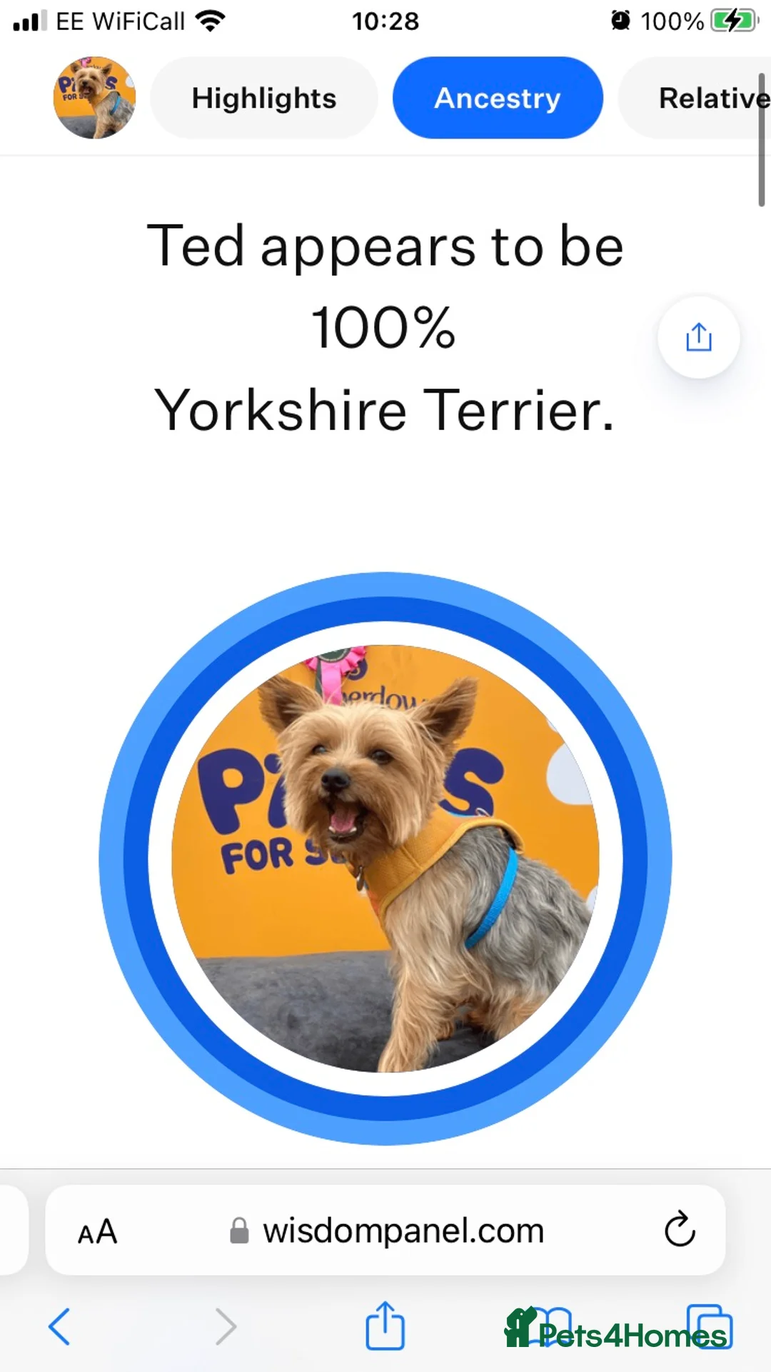 Yorkshire Terrier dogs for stud: Beautiful Minature Yorkie for STUD (PROVEN) in Chesterfield - Advert 12