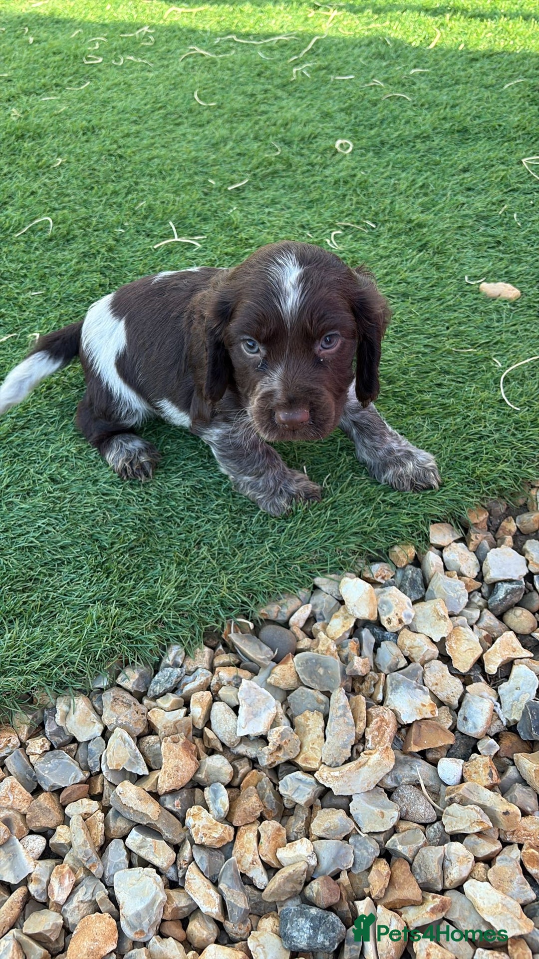 Cocker Spaniel dogs for sale: Showtype cocker spaniel - Image 5